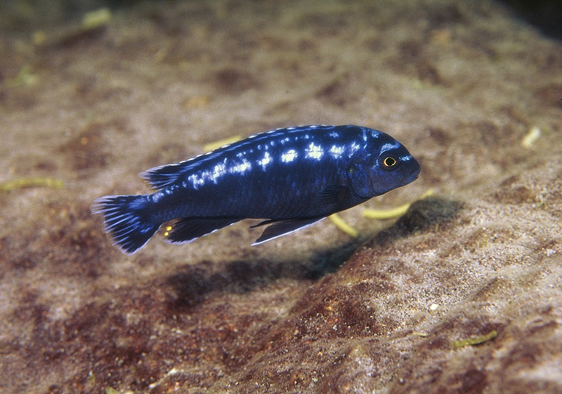 Pseudotropheus interruptus 'Chiwi Rocks'